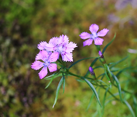 秋の薬草　ナデシコ：ナデシコ科　　生薬名：瞿麦（クバク）・瞿麦子（クバクシ）シナノナデシコ