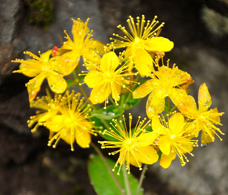 秋の薬草　オトギリソウ：オトギリソウ科　生薬名：小連翹（しょうれんぎょう）