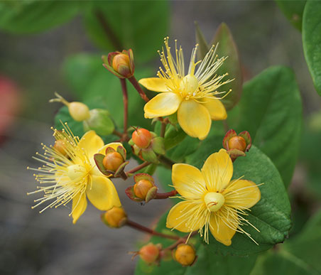 秋の薬草　オトギリソウ：オトギリソウ科　生薬名：小連翹（しょうれんぎょう）