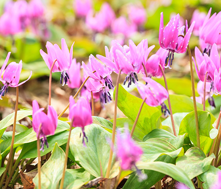 春の薬草　カタクリ：ユリ科　生薬名：片栗粉（かたくりこ）　カタクリ