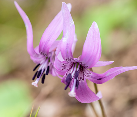 春の薬草　カタクリ：ユリ科　生薬名：片栗粉（かたくりこ）　カタクリの花