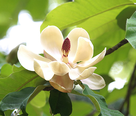 春の薬木　ホオノキ：モクレン科　生薬名：厚朴（こうぼく）