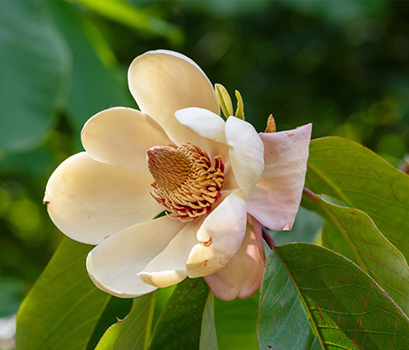 春の薬木　ホオノキ：モクレン科　生薬名：厚朴（こうぼく）シナホオノキ