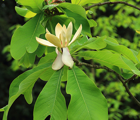 春の薬木　ホオノキ：モクレン科　生薬名：厚朴（こうぼく）ヤハズホオノキ