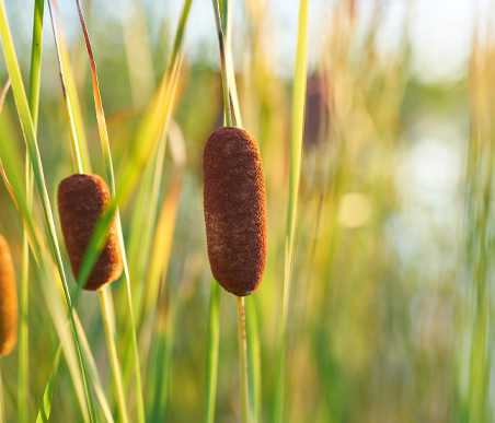 夏の薬草　ガマ：ガマ科　生薬名：蒲黄（ほおう）　コガマ