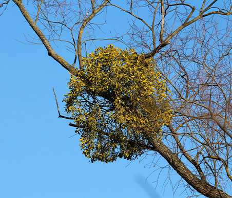 冬の薬木　ヤドリギ：ヤドリギ科　生薬名：桑寄生（そうきせい）ヤドリギ