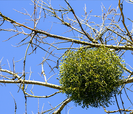 冬の薬木　ヤドリギ：ヤドリギ科　生薬名：桑寄生（そうきせい）セイヨウヤドリギ