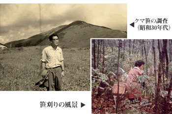 ササヘルス 創業者大泉和也 クマ笹の調査（昭和30年代） 笹刈りの風景
